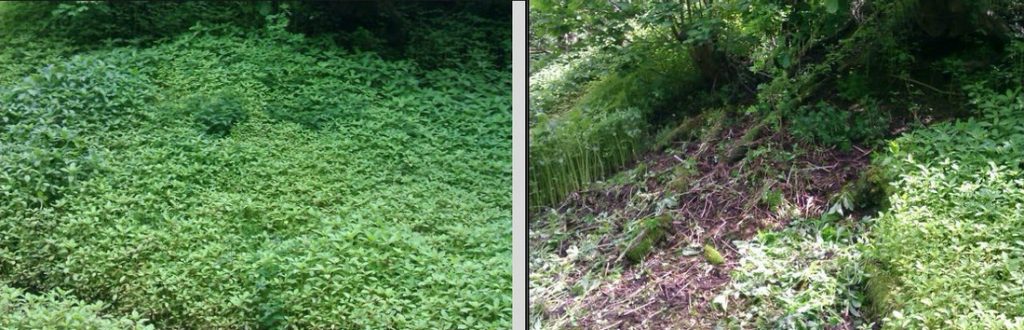 Balsam clearance at Foster dam, Hebden Bridge - lots more to do