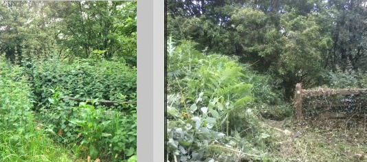 Nettles removed to reveal a path and steps going down through Brearley woods and a bench. Top of Midgley Road